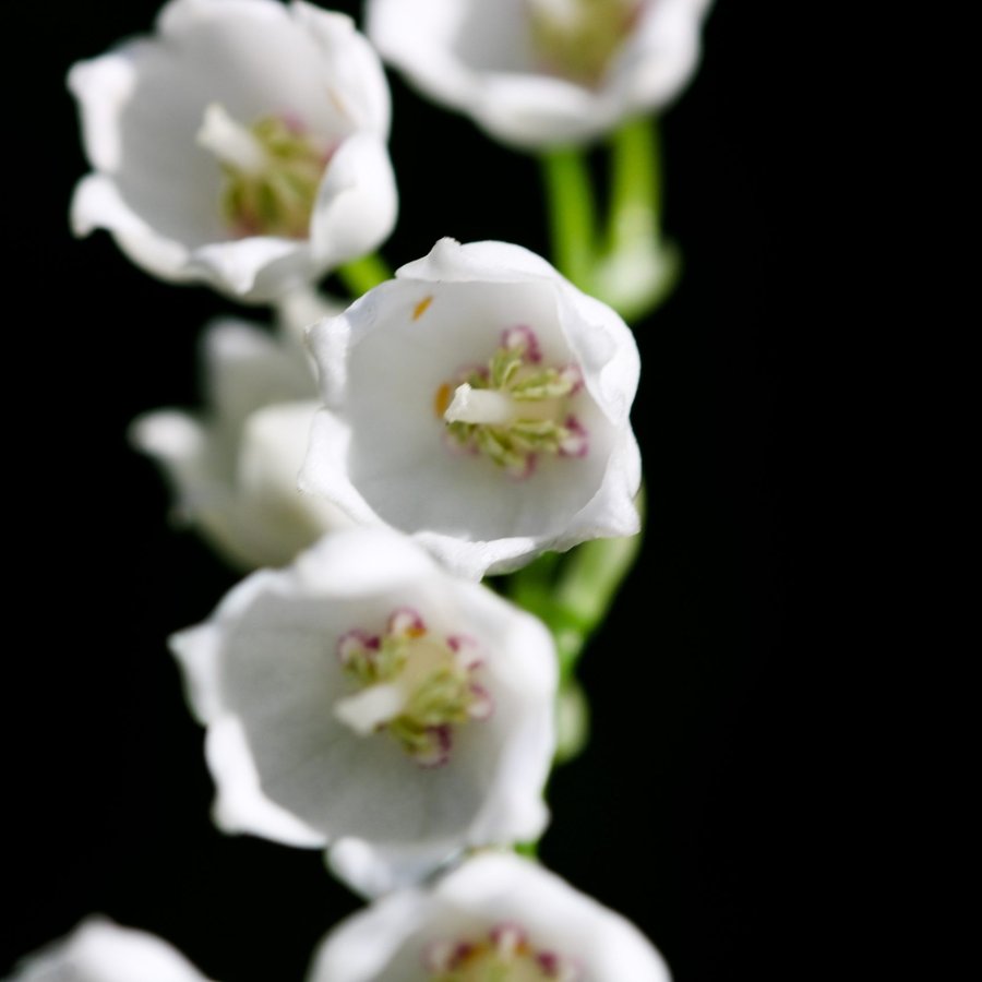 Brins de muguet en fleur