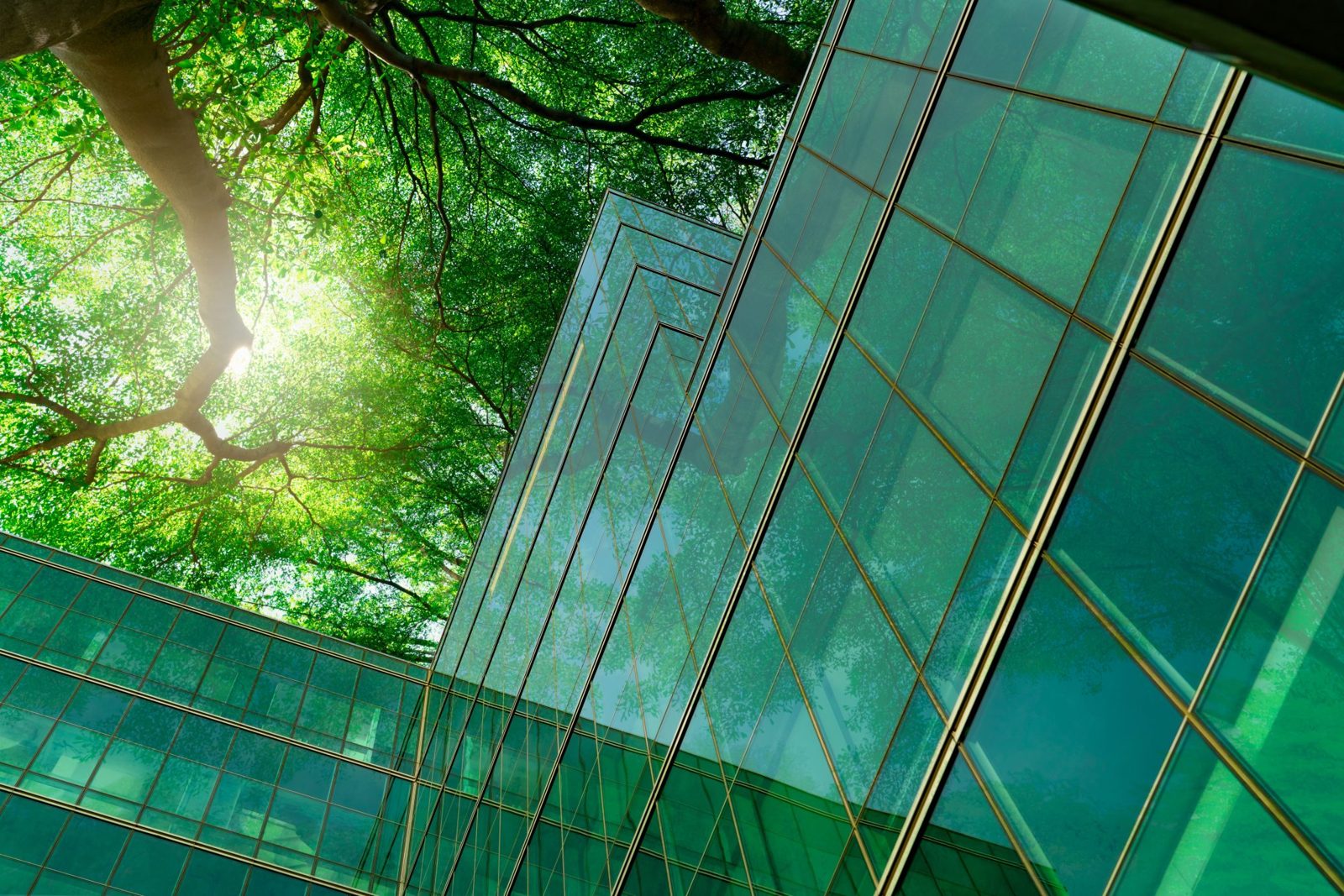 Immeuble de verre sous la canopée